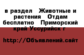  в раздел : Животные и растения » Отдам бесплатно . Приморский край,Уссурийск г.